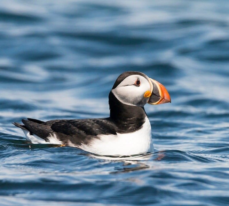 Bird Watching Cruise Along the Jurassic Coast