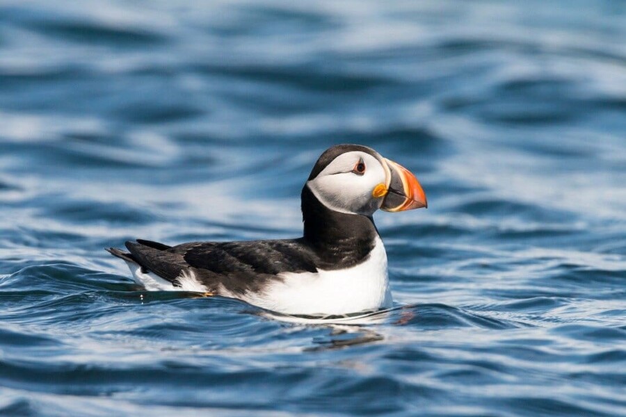 Bird Watching Cruise Along the Jurassic Coast