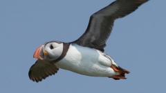 Bird Watching Cruise Along the Jurassic Coast Thumb