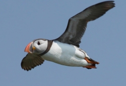 Bird Watching Cruise Along the Jurassic Coast Thumb