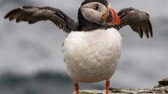 Bird Watching Cruise Along the Jurassic Coast Thumb