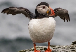 Bird Watching Cruise Along the Jurassic Coast Thumb