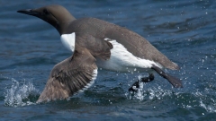 Bird Watching Cruise Along the Jurassic Coast Thumb
