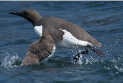 Bird Watching Cruise Along the Jurassic Coast Thumb