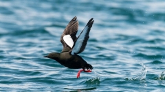 Bird Watching Cruise Along the Jurassic Coast Thumb