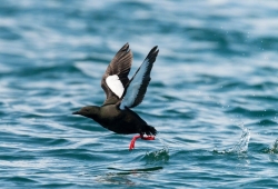 Bird Watching Cruise Along the Jurassic Coast Thumb