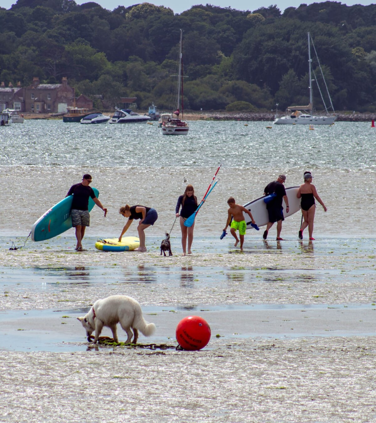 Dog walks and paddleboards on Poole Bay