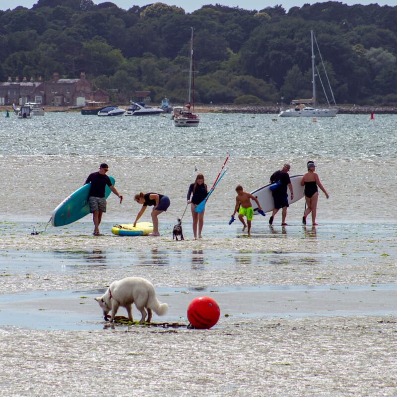 Dog walks and paddleboards on Poole Bay