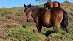 Horseback Ride Through Scenic Heathland Thumb