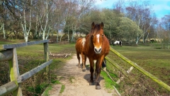 Rempstone Forest Horseback Riding Tour Thumb