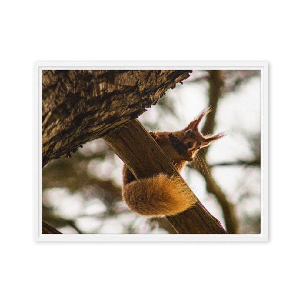 Brownsea Island Red Squirrel – Woodland Acrobat Framed Canvas
